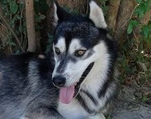 TEDY, Hund, Siberian Husky in Kroatien - Bild 4