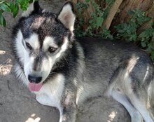 TEDY, Hund, Siberian Husky in Kroatien - Bild 5