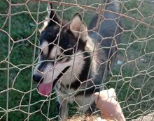 TEDY, Hund, Siberian Husky in Kroatien - Bild 6