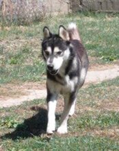 TEDY, Hund, Siberian Husky in Kroatien - Bild 7