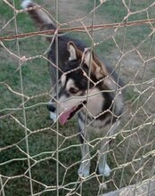 TEDY, Hund, Siberian Husky in Kroatien - Bild 8