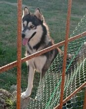 TEDY, Hund, Siberian Husky in Kroatien - Bild 9