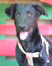 GINNY, Hund, Deutscher Schäferhund-Mix in Kroatien - Bild 2