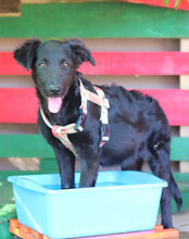 GINNY, Hund, Deutscher Schäferhund-Mix in Kroatien - Bild 4