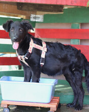 GINNY, Hund, Deutscher Schäferhund-Mix in Kroatien - Bild 5