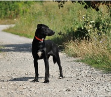 OTIKS230, Hund, Mischlingshund in Slowakische Republik - Bild 11