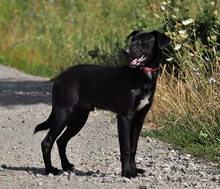 OTIKS230, Hund, Mischlingshund in Slowakische Republik - Bild 5