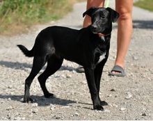 OTIKS230, Hund, Mischlingshund in Slowakische Republik - Bild 8