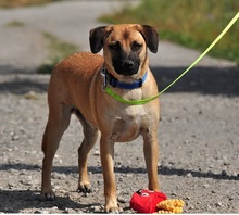 GORO, Hund, Mischlingshund in Slowakische Republik - Bild 11