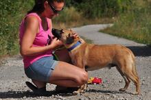 GORO, Hund, Mischlingshund in Slowakische Republik - Bild 13