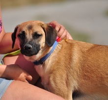 GORO, Hund, Mischlingshund in Slowakische Republik - Bild 14