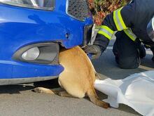 GORO, Hund, Mischlingshund in Slowakische Republik - Bild 19