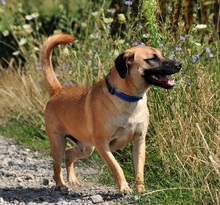 GORO, Hund, Mischlingshund in Slowakische Republik - Bild 2