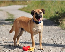 GORO, Hund, Mischlingshund in Slowakische Republik - Bild 3