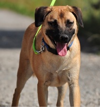 GORO, Hund, Mischlingshund in Slowakische Republik - Bild 4