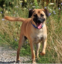 GORO, Hund, Mischlingshund in Slowakische Republik - Bild 5