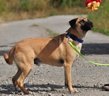 GORO, Hund, Mischlingshund in Slowakische Republik - Bild 7