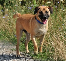 GORO, Hund, Mischlingshund in Slowakische Republik - Bild 8