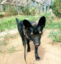 EBBYS191, Hund, Mischlingshund in Slowakische Republik - Bild 9
