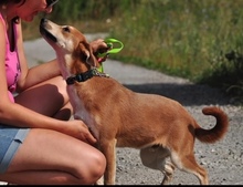 NATHANS199, Hund, Mischlingshund in Slowakische Republik - Bild 10