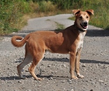 NATHANS199, Hund, Mischlingshund in Slowakische Republik - Bild 3