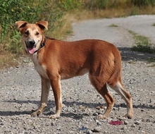 NATHANS199, Hund, Mischlingshund in Slowakische Republik - Bild 5