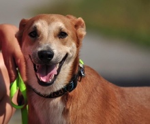 NATHANS199, Hund, Mischlingshund in Slowakische Republik - Bild 6