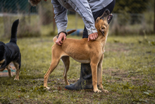 MOIRA, Hund, Mischlingshund in Kroatien - Bild 1