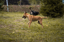 MOIRA, Hund, Mischlingshund in Kroatien - Bild 2