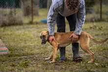 MOIRA, Hund, Mischlingshund in Kroatien - Bild 3