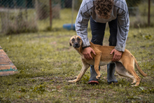 MOIRA, Hund, Mischlingshund in Kroatien - Bild 4