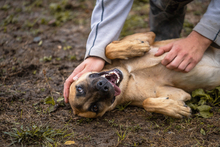 MOIRA, Hund, Mischlingshund in Kroatien - Bild 5