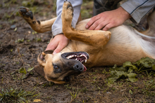 MOIRA, Hund, Mischlingshund in Kroatien - Bild 6