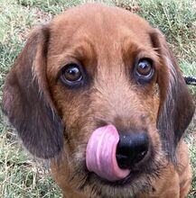 HAYDEN, Hund, Mischlingshund in Süderbrarup - Bild 1