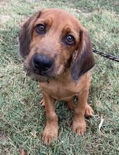 HAYDEN, Hund, Mischlingshund in Süderbrarup - Bild 2
