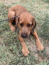 HAYDEN, Hund, Mischlingshund in Süderbrarup - Bild 3