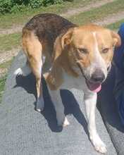 BUDDY, Hund, Labrador-Deutscher Schäferhund-Mix in Boxberg - Bild 2