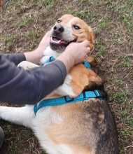 BUDDY, Hund, Labrador-Deutscher Schäferhund-Mix in Boxberg - Bild 3