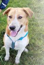 BUDDY, Hund, Labrador-Deutscher Schäferhund-Mix in Boxberg - Bild 5