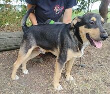 GREG, Hund, Mischlingshund in Slowakische Republik - Bild 2