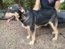 GREG, Hund, Mischlingshund in Slowakische Republik - Bild 3