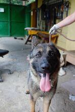 JORDY, Hund, Mischlingshund in Slowakische Republik - Bild 1