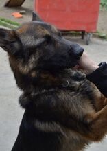 JORDY, Hund, Mischlingshund in Slowakische Republik - Bild 5