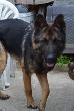 JORDY, Hund, Mischlingshund in Slowakische Republik - Bild 6