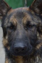 JORDY, Hund, Mischlingshund in Slowakische Republik - Bild 7