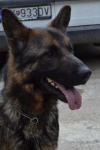 JORDY, Hund, Mischlingshund in Slowakische Republik - Bild 8