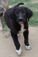 MONTY, Hund, Mischlingshund in Griechenland - Bild 10