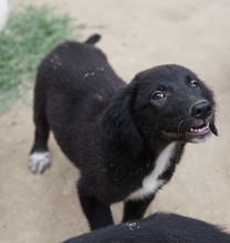 MONTY, Hund, Mischlingshund in Griechenland - Bild 11