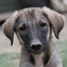 ERWIN, Hund, Mischlingshund in Griechenland - Bild 1