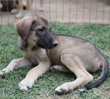 ERWIN, Hund, Mischlingshund in Griechenland - Bild 10